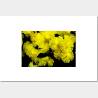 Wattle Blossom Posters and Art